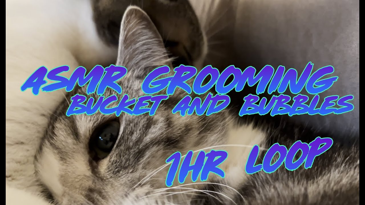 Cat Grooming ASMR with Bubbles AND Bucket (1 HR LOOP)
