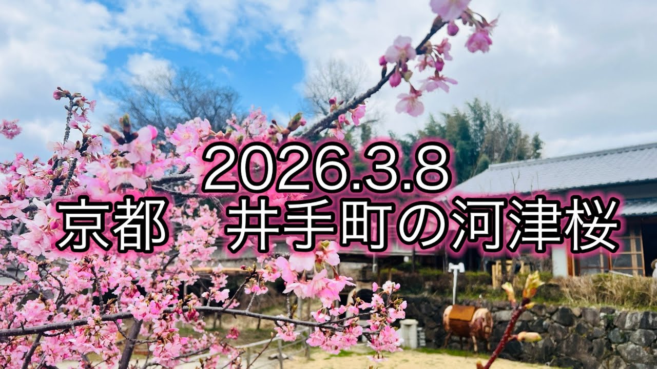 【癒やし】京都・井手町の河津桜が満開でした｜2026.3.8 椿坂の風景