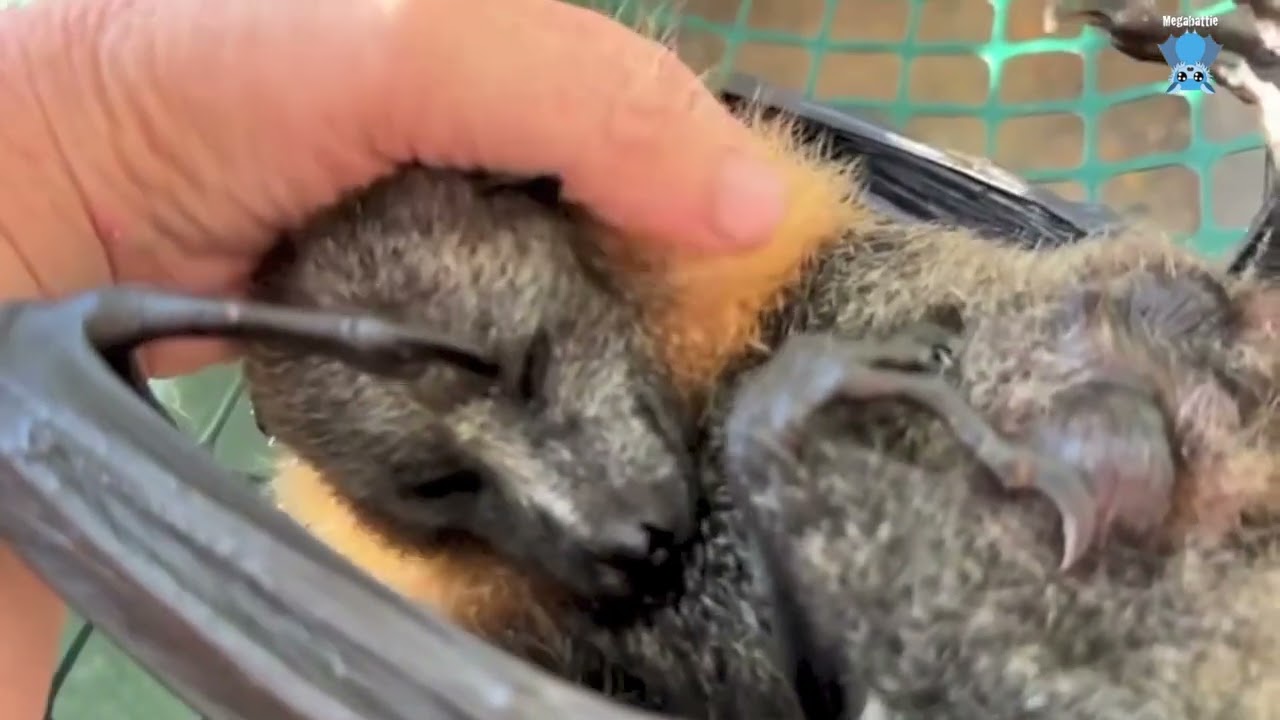 In Mandi's aviary:  Florentine, Gelert and Cinders, &  Meep not meeping