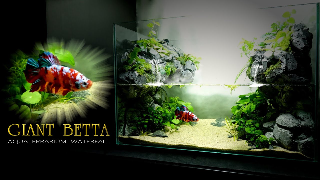 Giant Koi Betta in Two Waterfalls In Aquaterrarium Stepbystep l no Filter,no Co2 l Paludarium