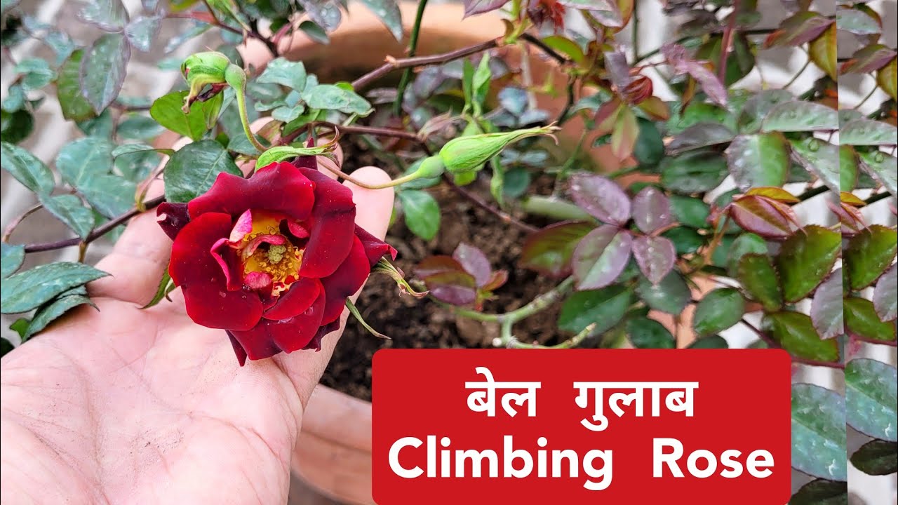Climbing Rose Govt. Nursery India, बेल गुलाब कहाँ से खरीदे, All about Climbing Rose / Bel Gulab