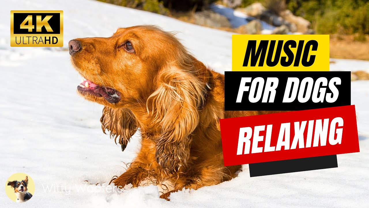 Winter Chill: Relaxing Music for Senior Dogs ❄️ Witty Woofers