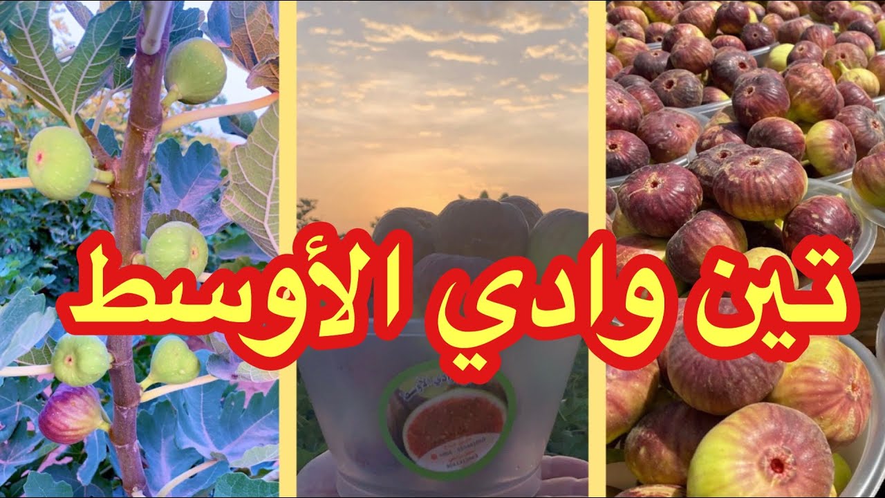 التين في صحراء الرياض يثمر ٩ اشهر