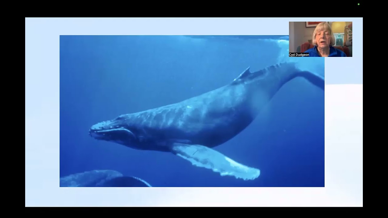 Whale Message and Meditation 2026