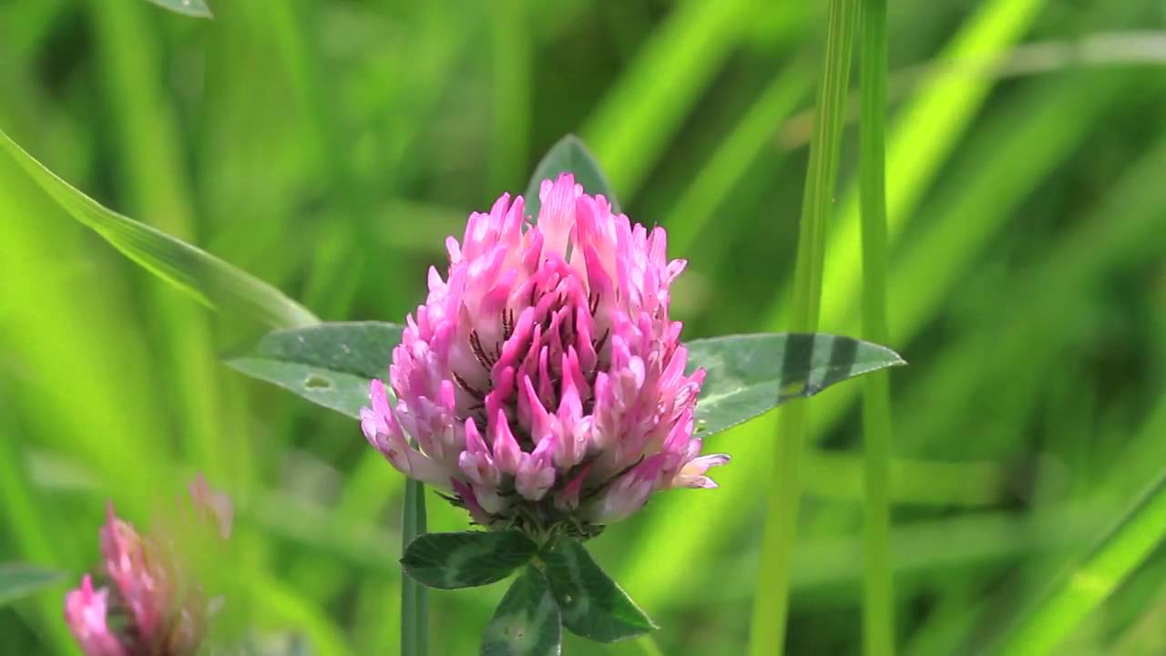 How to help bees in your garden