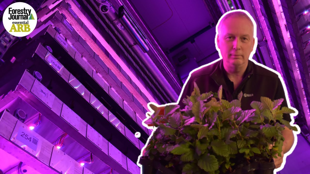The story of the vertical tree farm that grows saplings up to SIX times faster