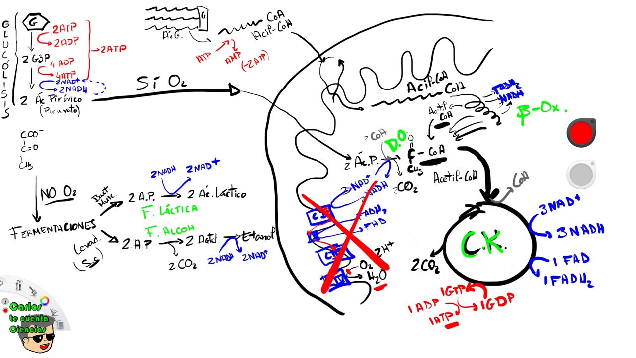 Repaso Catabolismo EBAU/EVAU en 25 minutos (Glucólisis + Respiración Celular + beta-oxidación)