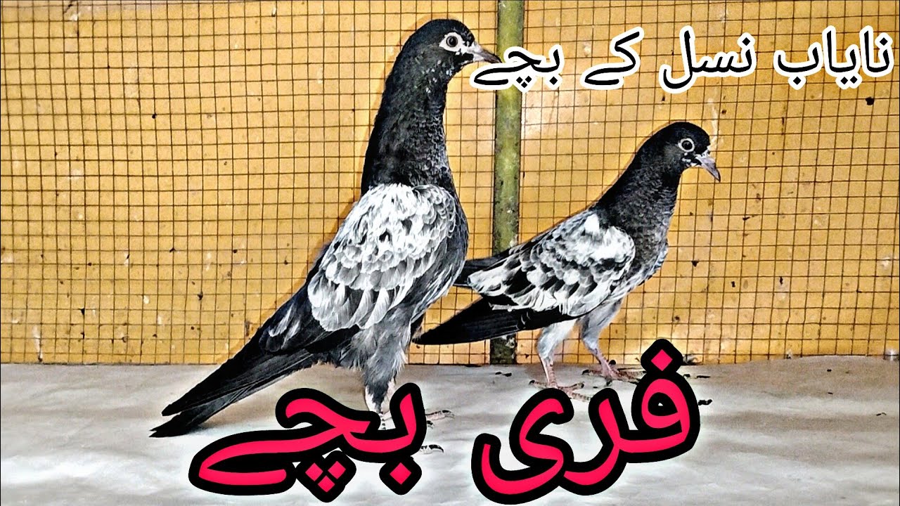 لاہور والے بریڈر سیٹ اپ کہ گارنٹی شدہ پروازی22 بچے2فری 1500پر جہلم 03435073582