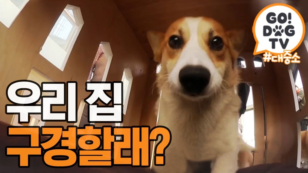 [고독TV] 입이 떡 벌어지는 대중소 N.E.W 펜트하우스🏠 | 개밥주는 남자