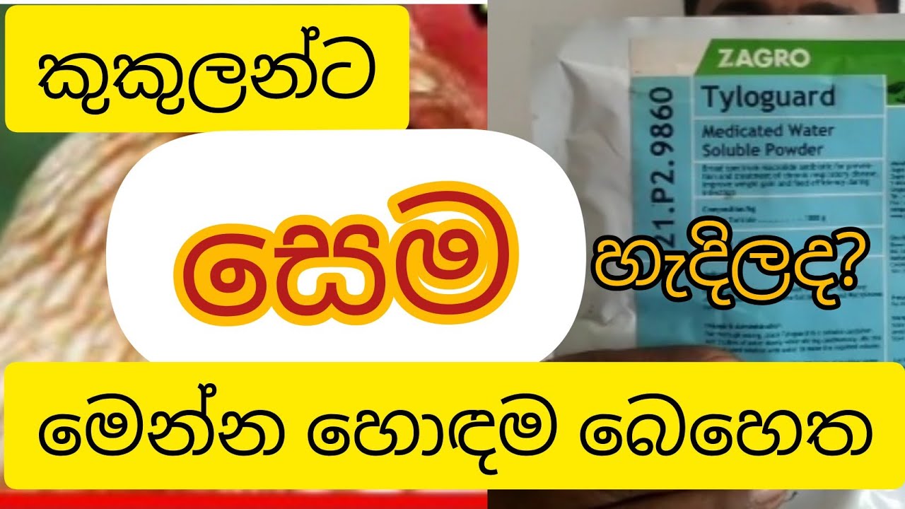 කුකුලන්ට සෙම හැදිලද ?. මෙන්න බෙහෙත. CRD disease. crd රෝගය .