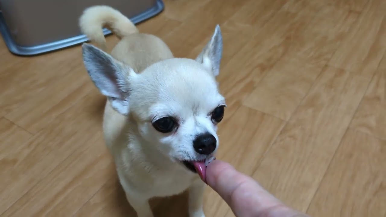 #スムースチワワのティファニー #smoothchihuahuatiffany 