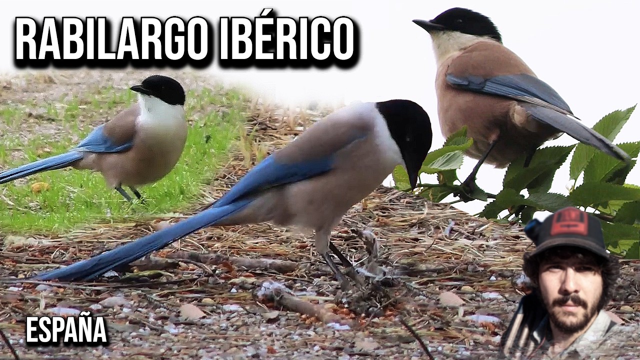 Rabilargo ibérico (Cyanopica cooki) Iberian Magpie, Blauelster, Pie-bleue ibérique, Pega-azul-ibé