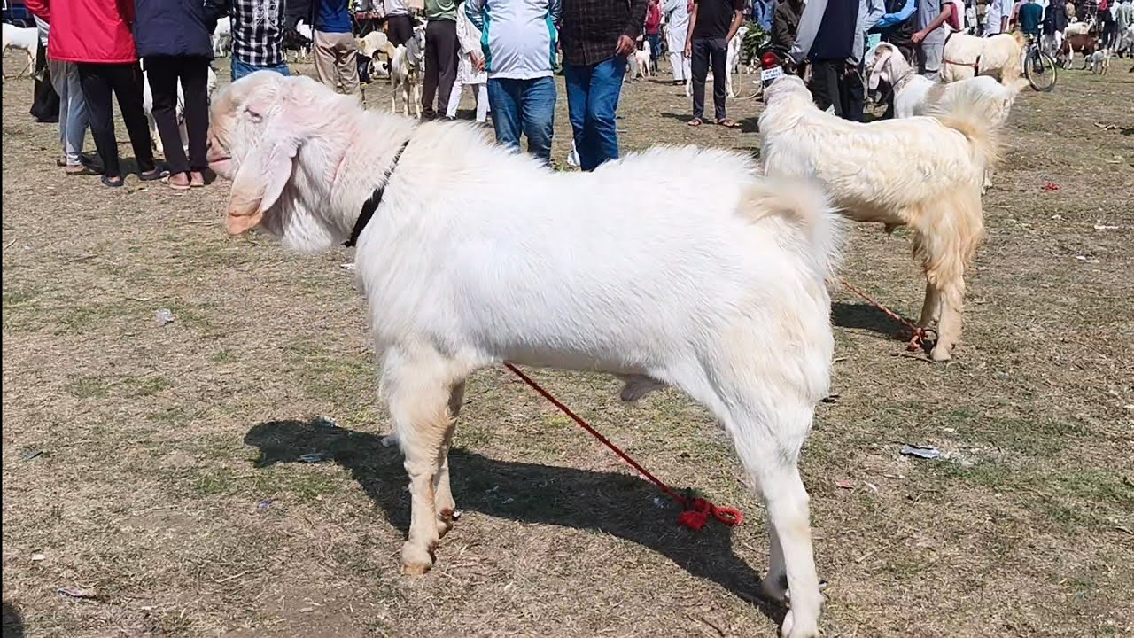 Ghandi nagar bakra mandi full vlog for see my page