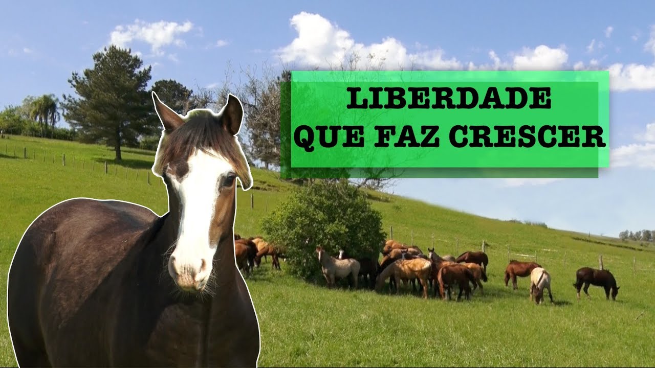 DESMAME: a difícil SEPARAÇÃO