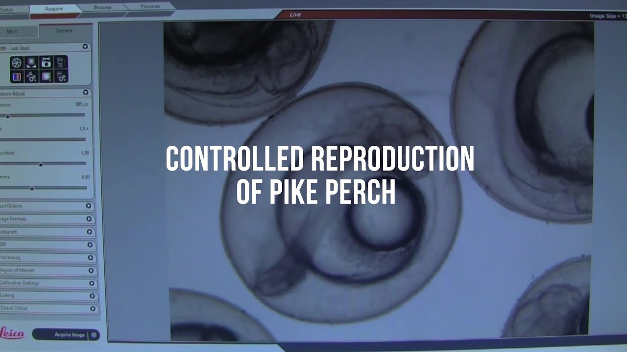 EPFC & BIM: Controlled reproduction of pike perch