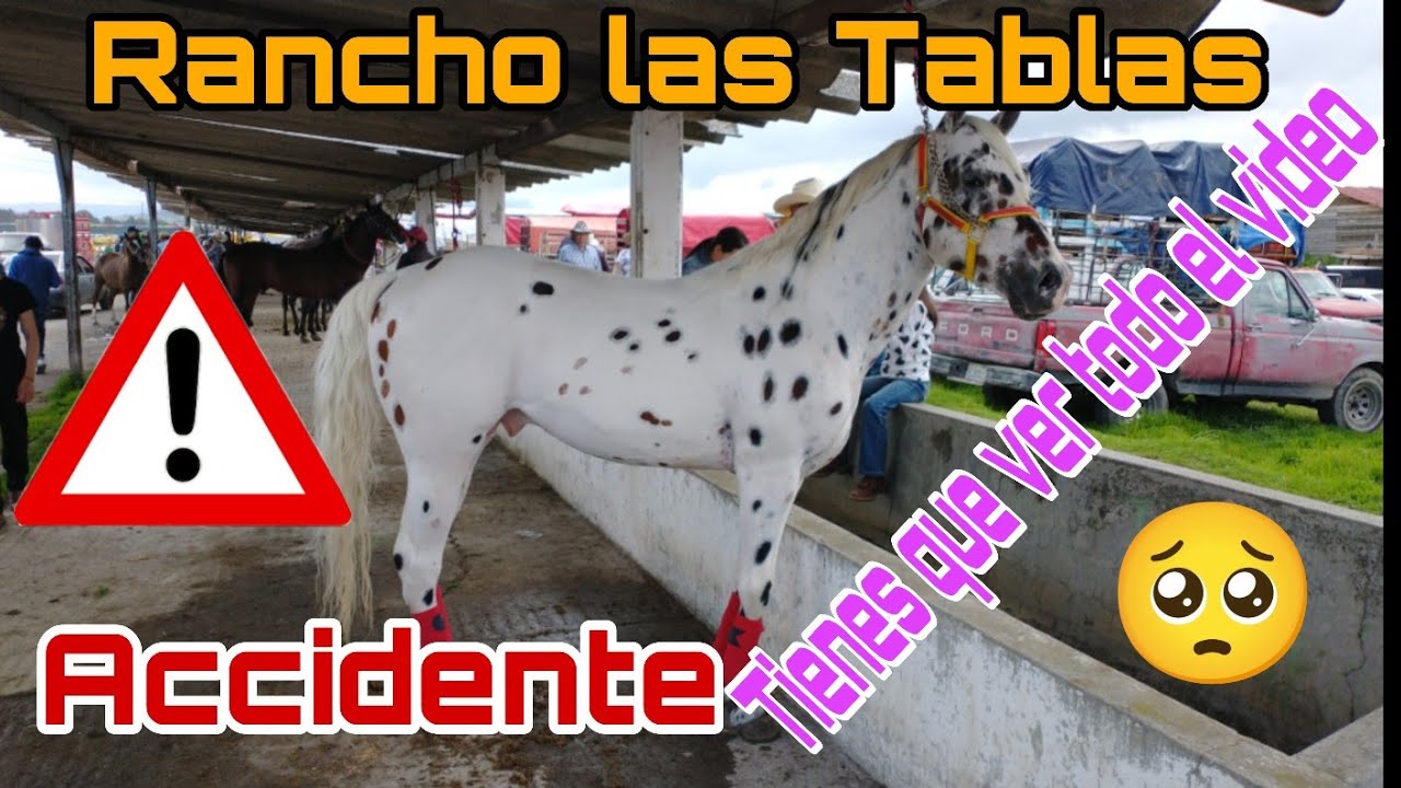 RANCHO LAS  TABLAS EDOMEX / CABALLOS -plaza ganadera @ElRanchoyyoTagDominguez