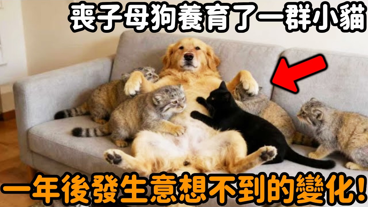 一隻喪子金毛狗毛養育了一群小貓，每天給牠們餵奶、舔毛、形影不離，一年後發生意想不到的變化！#金毛 #貓 #跨物種 #動物情感 #心靈暖流 #不可思議 #救助 #動物故事 #真實故事 #心靈飼養員