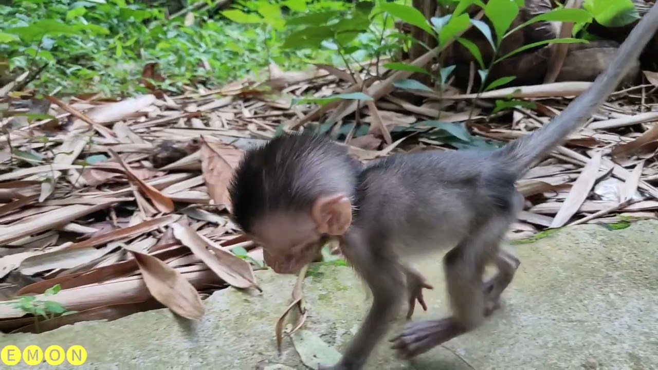 very cute baby monkey playing in the afternoon
