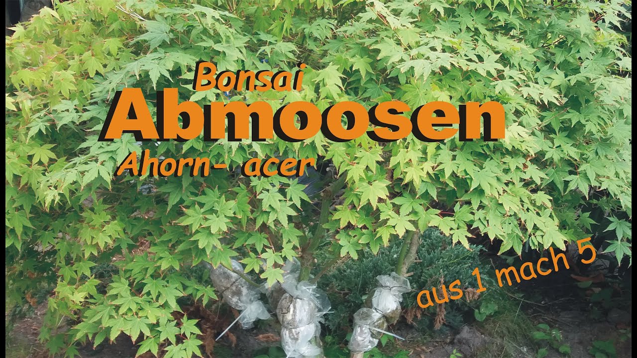 Abmoosen eines Ahorns                   
