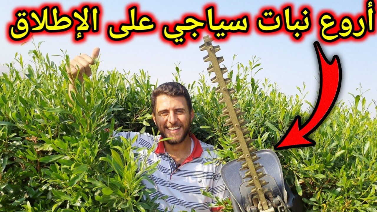 لتسييج مزارعكم وحدائقكم نبات الديدونيا المذهل أفضل نبات سياجي على الإطلاق ! تابع الفيديوو..