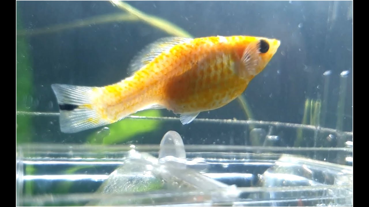 Common Molly Fish giving birth in an isolation tank.