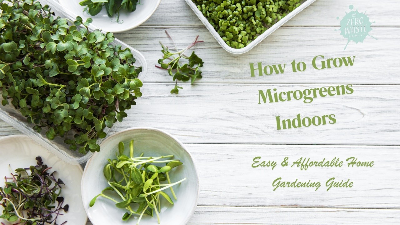 How to Grow Microgreens Indoors 🌱 Easy & Affordable Home Gardening Guide