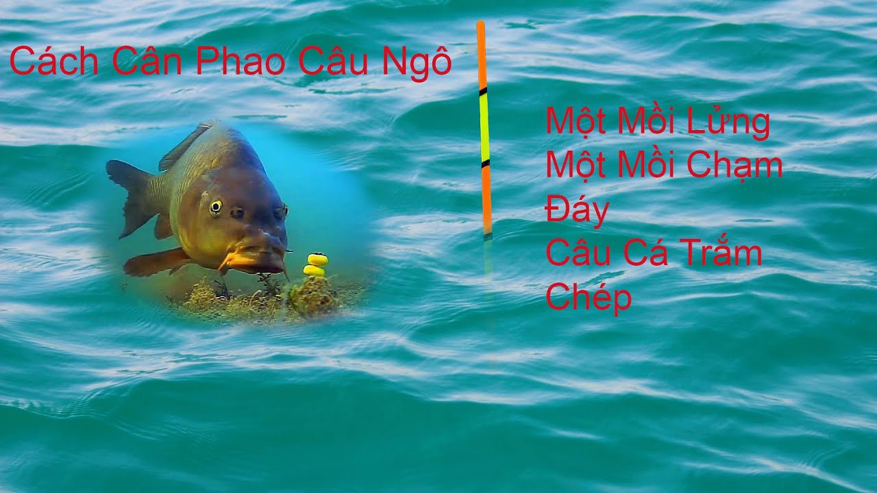 Hướng Dẫn Cân Phao Câu Ngô Một Mồi Lửng Một Mồi Chạm Đáy Câu Cá Trắm Chép