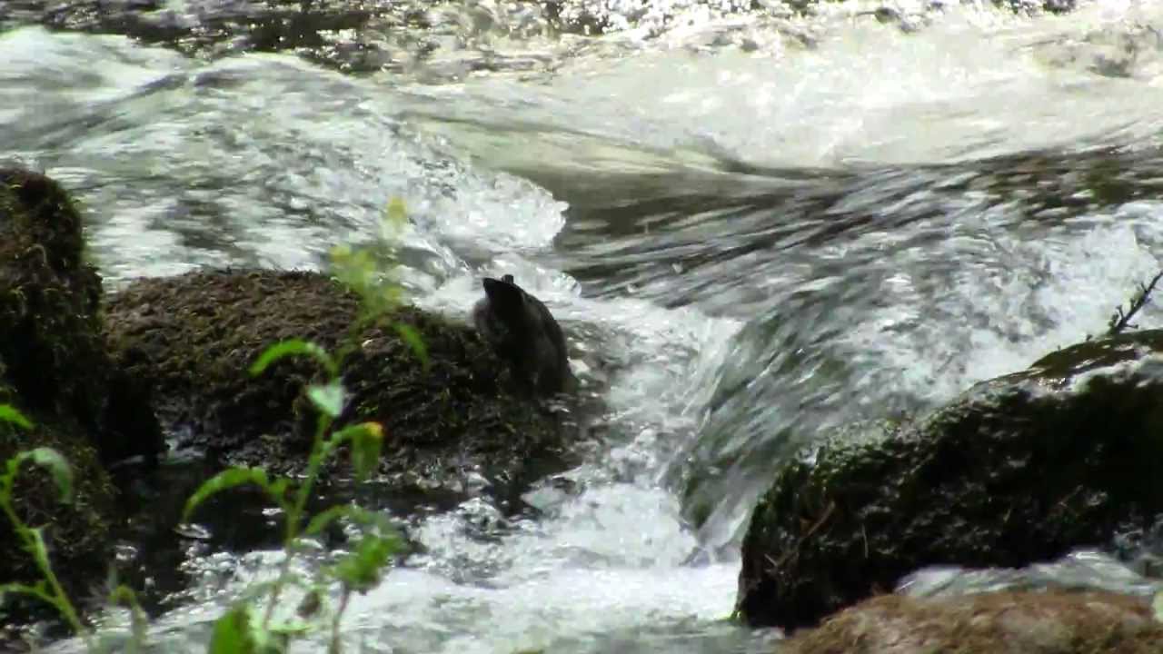 American Dipper, Foraging. Амер. Оляпка, кормежка (1442sp)