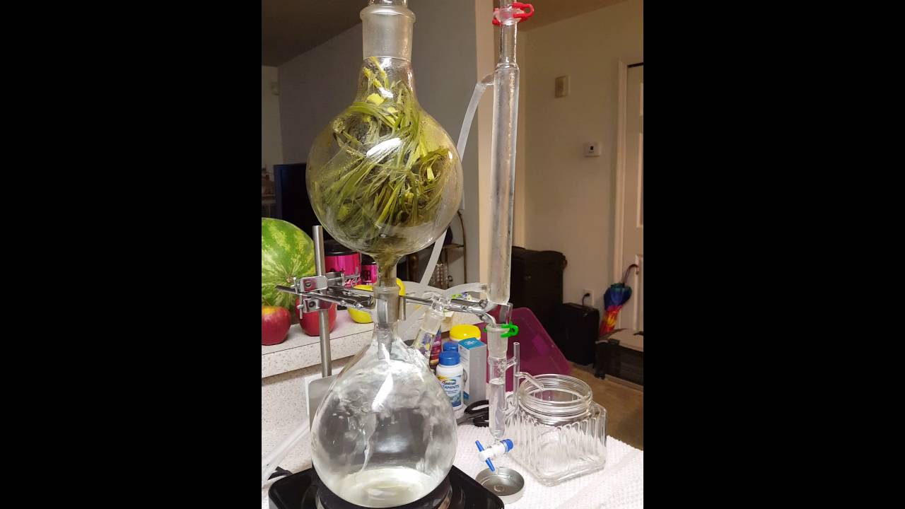 Distilling lemongrass essential oil