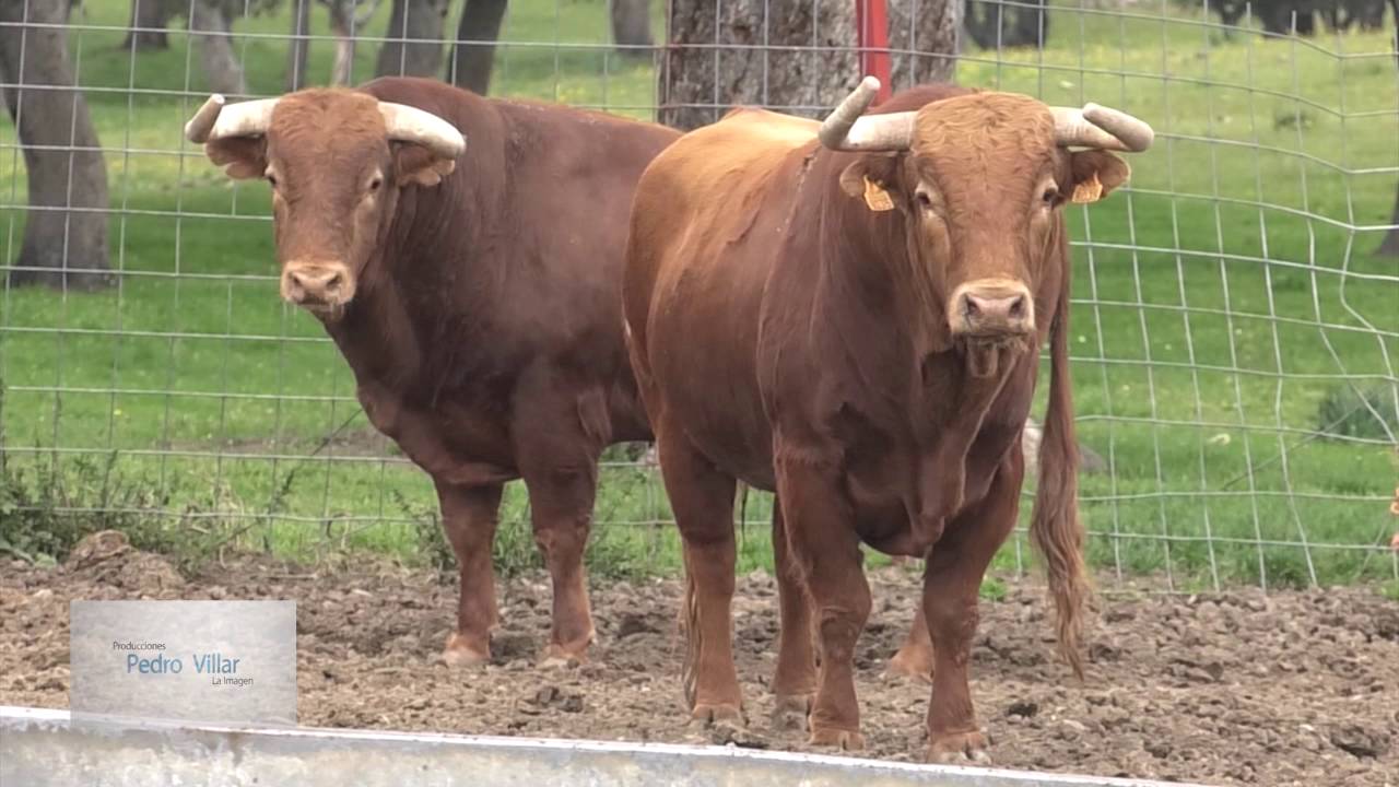 Toros Ledesma