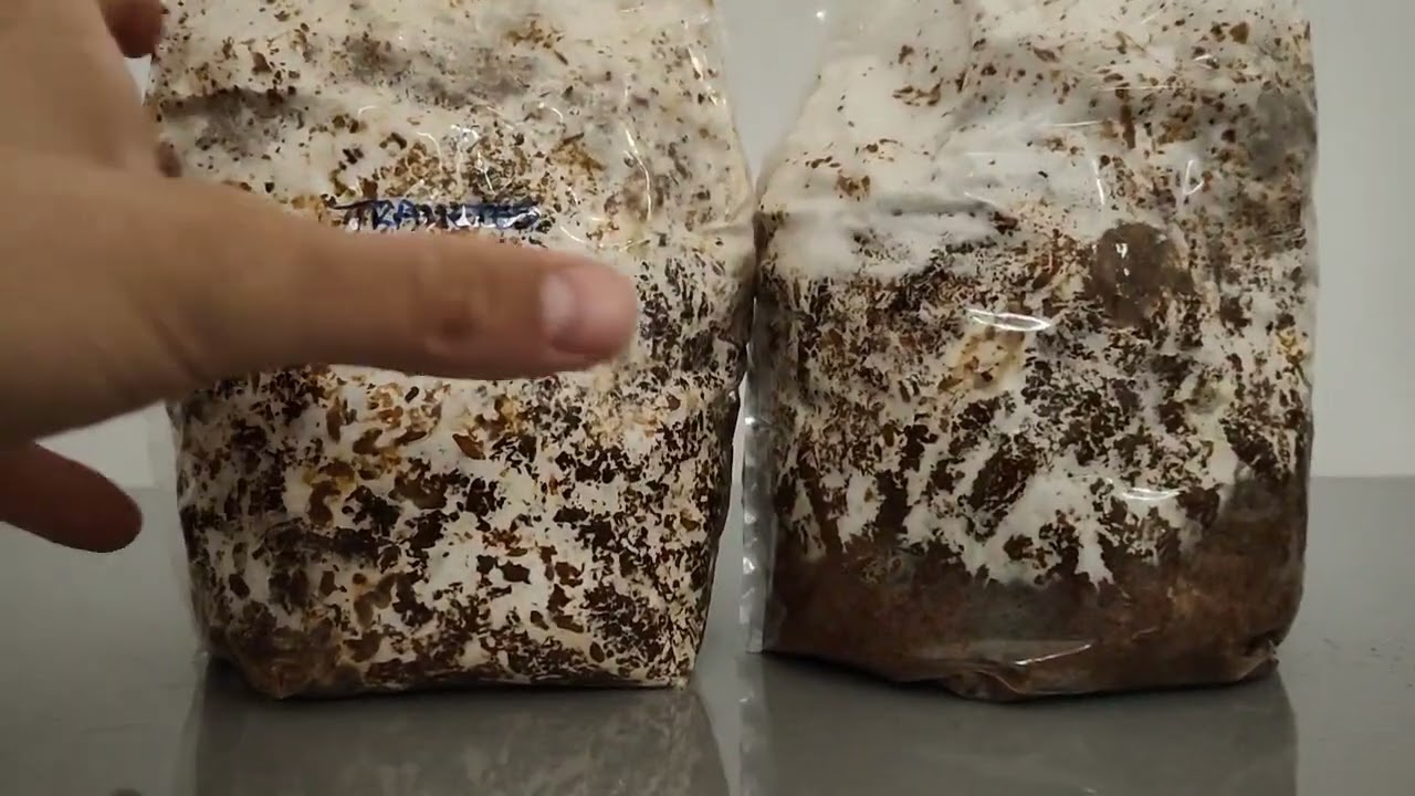 Así se detecta la contaminación en un cultivo de setas.