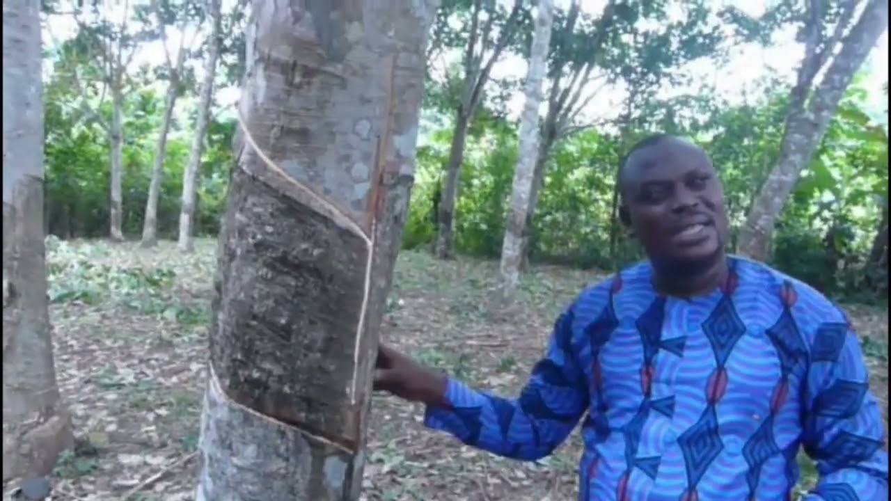 Demonstration of Rubber Tapping