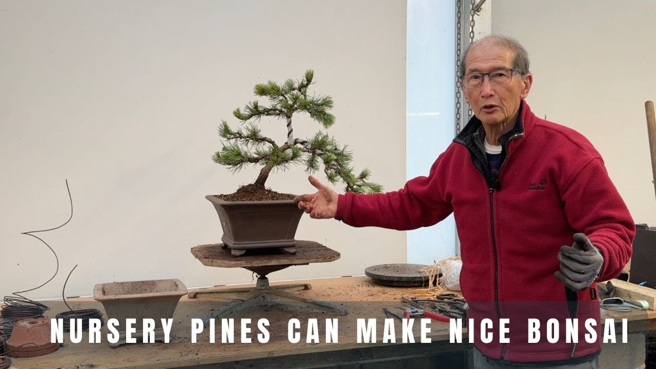 Nursery pines can make nice bonsai