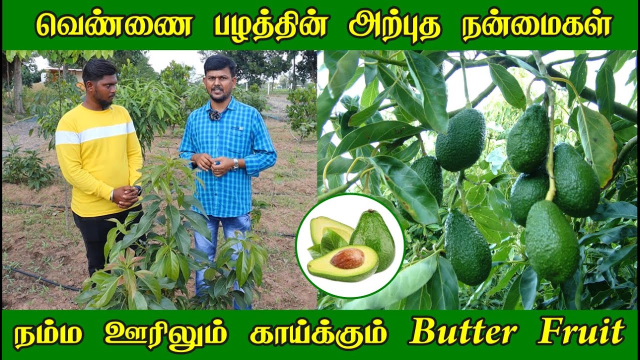 அவக்கோடா மரம் பராமரிப்பு | How to grow Avocado plant | வெண்ணைபழத்தில் உள்ள நன்மைகள் | Sai Organic