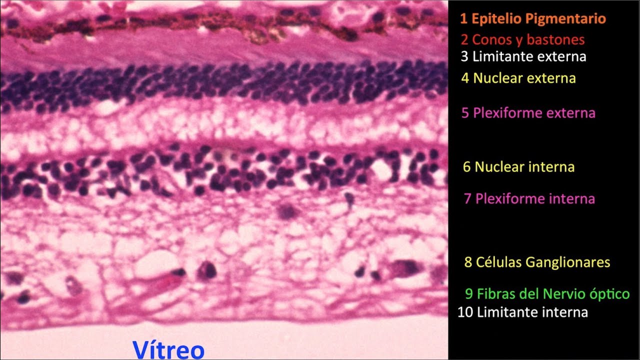Las 10 capas de la retina -Centro de Oftalmología Bonafonte. Barcelona (España)
