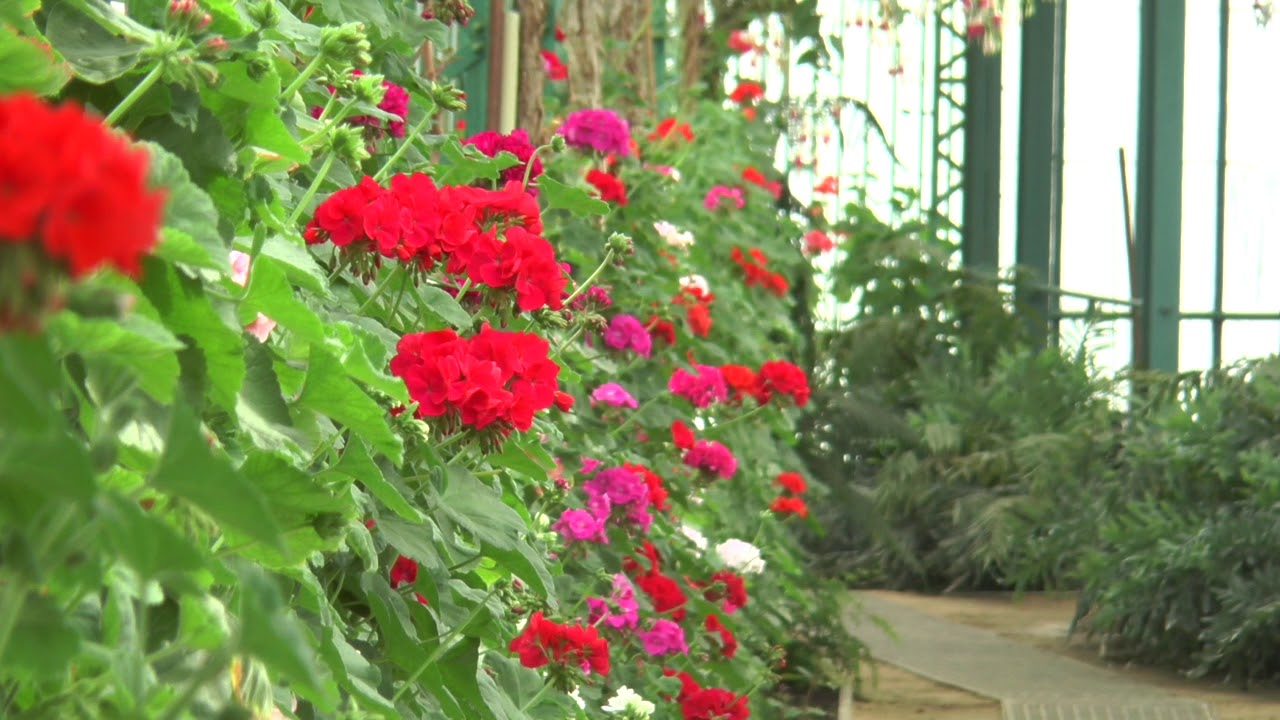 Koninklijke Serres van Laken / Serres royales de Laeken 2018