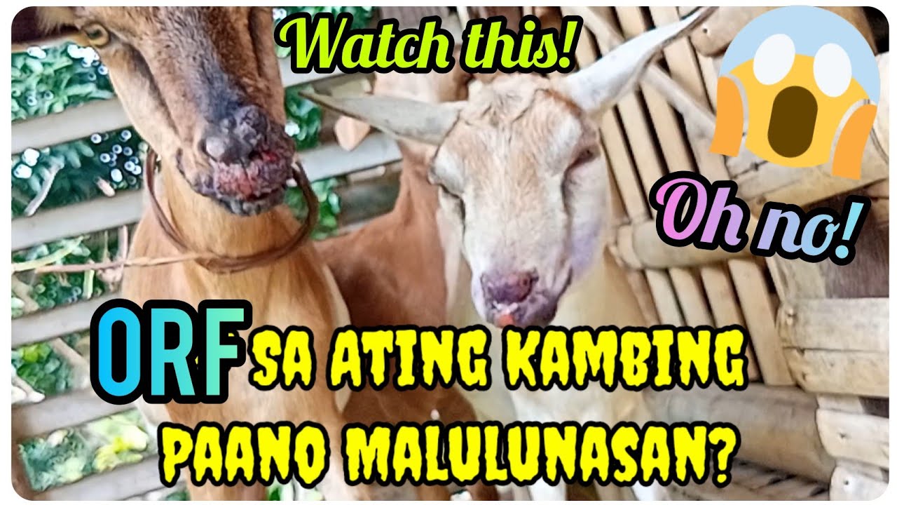 『Paano gamutin ang ORF ng Kambing?』〘Mga dapat Malaman at Gawin!〙