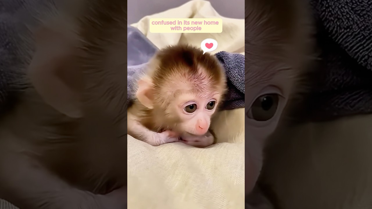 This family found a helpless baby monkey and raised it with love