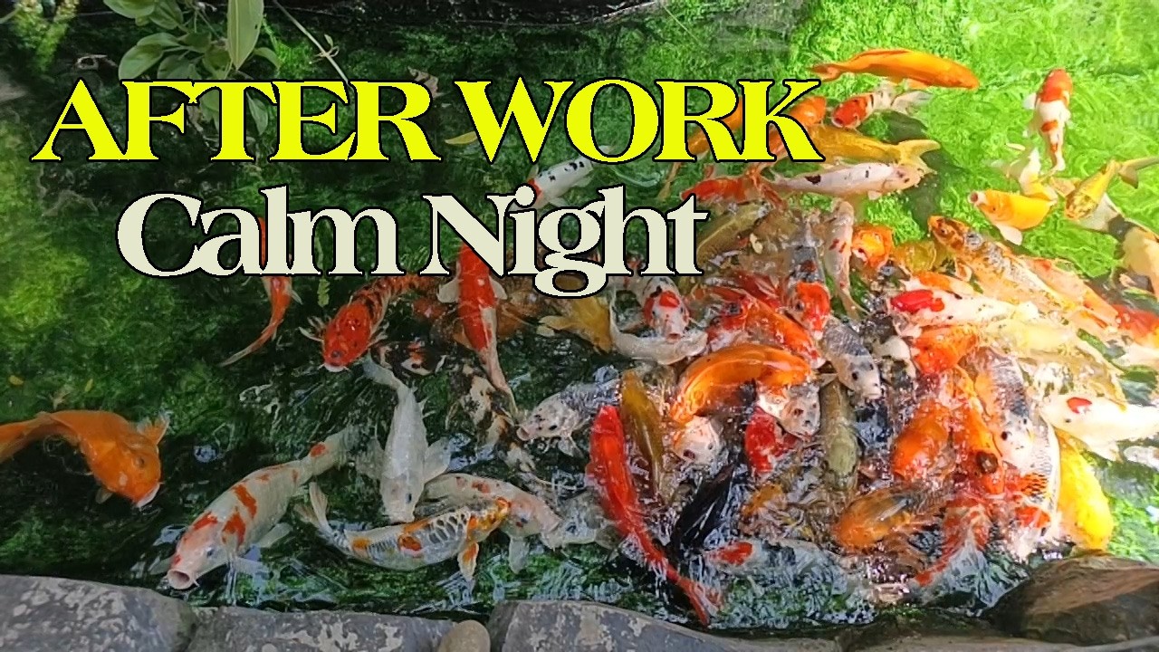 Relaxing Music After Work - Calm Koi Pond Night Ambience for Stress Relief & Deep Sleep