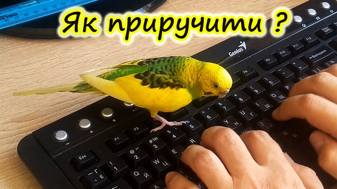Как ПРИРУЧИТЬ волнистого Попугая?  Как приучить Попугая к РУКАМ?