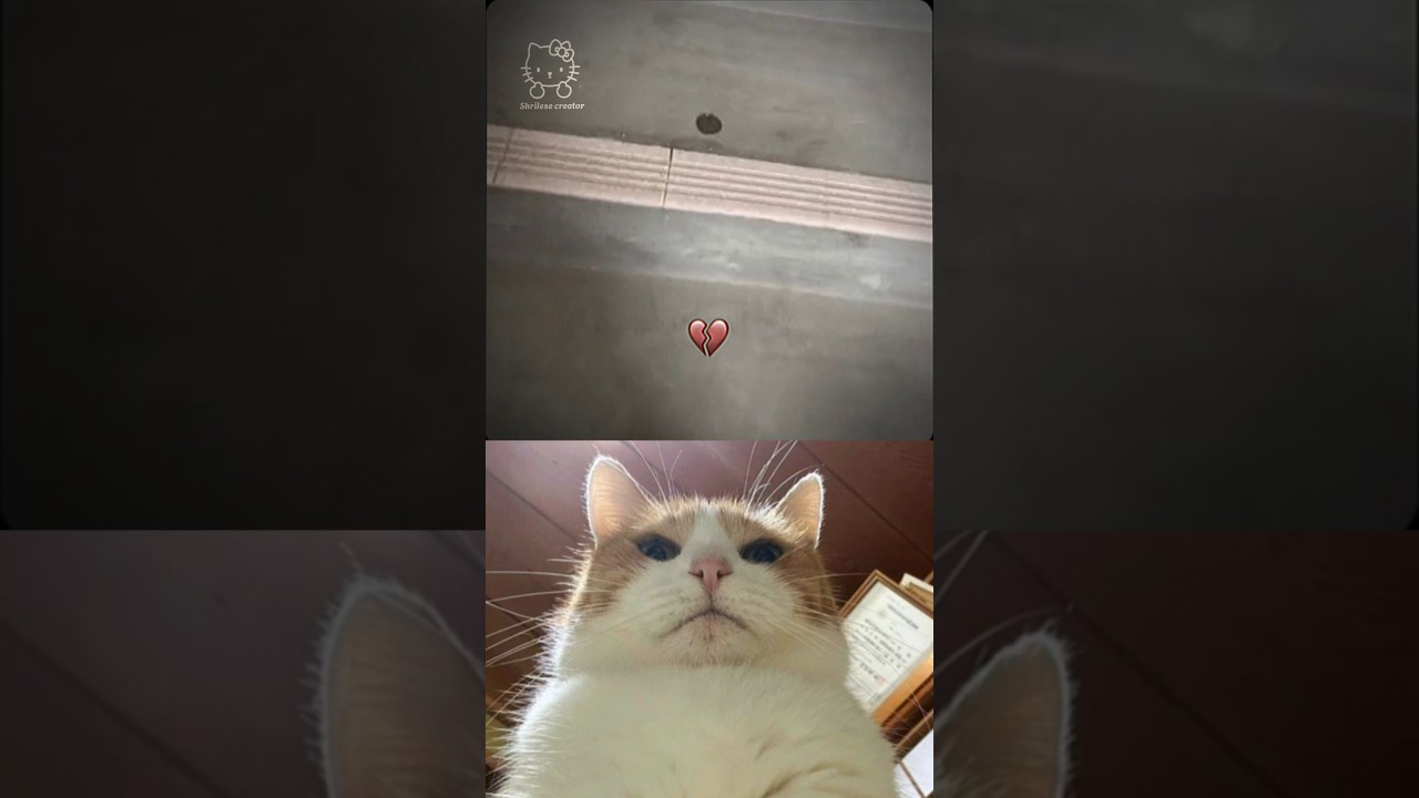 BRO LUCK 📈 PART 4 #funny #moments #viral