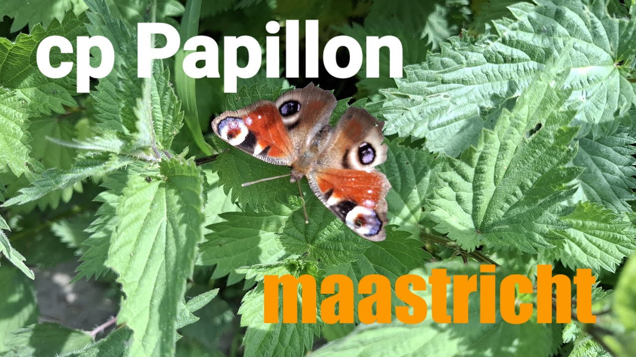 camperplaats Papillon maastricht