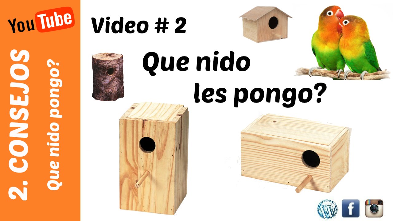 Que nido pongo?