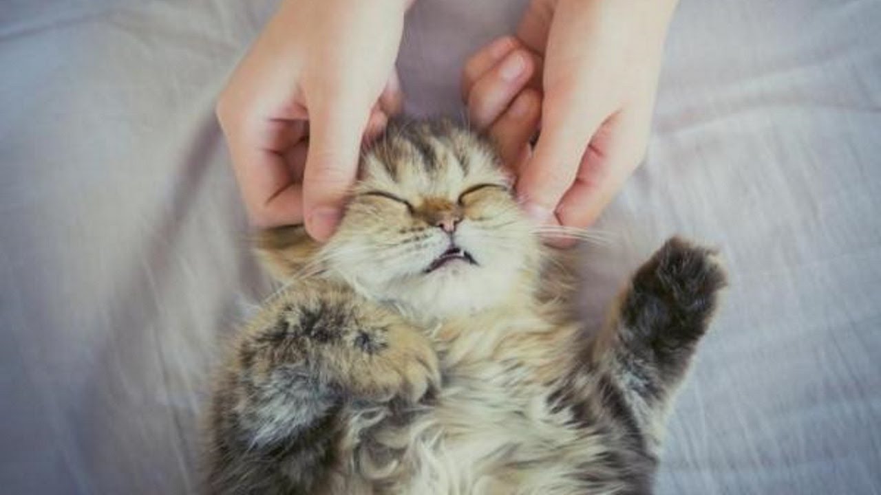 Funny Cats And Kittens Enjoying Massages! Try Not To Smile!