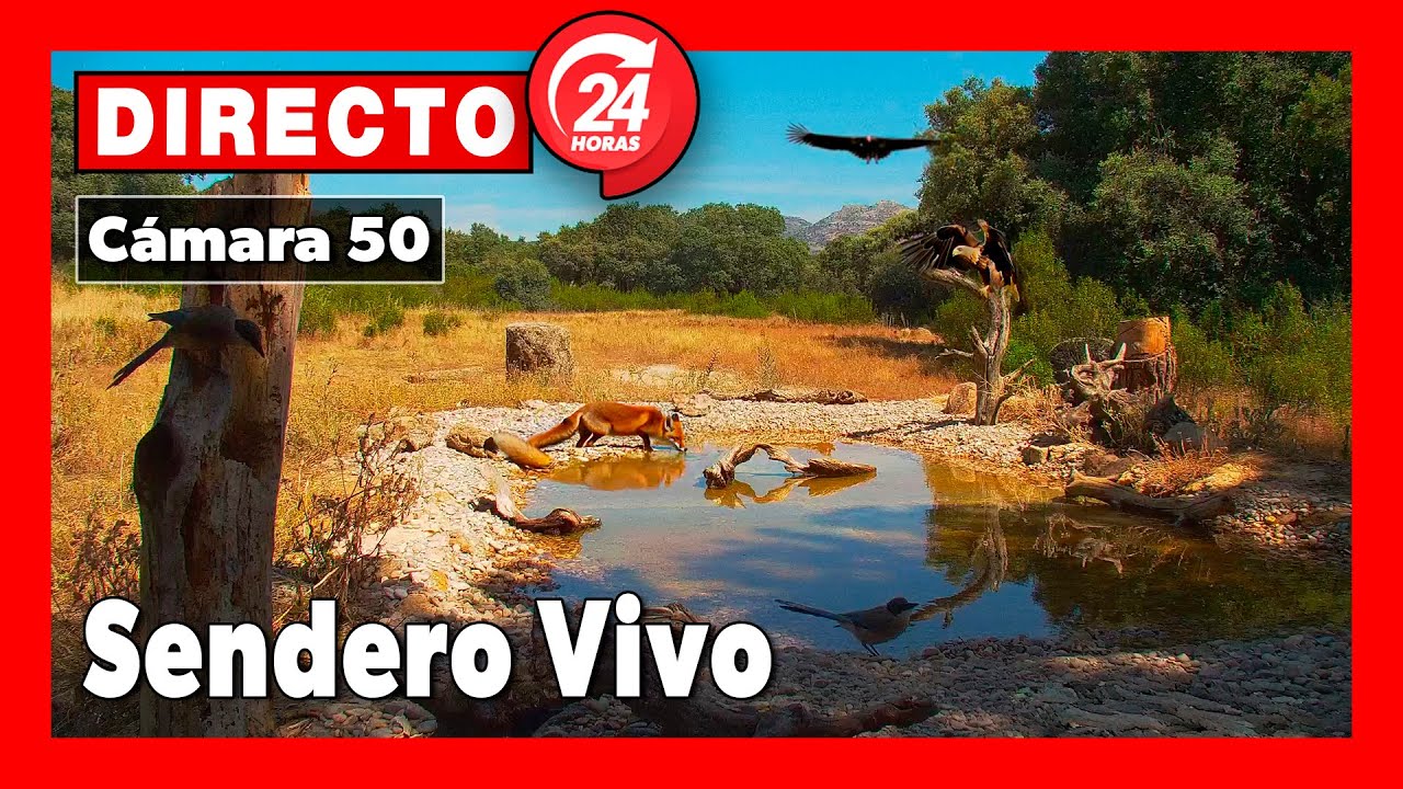Sendero Vivo 🔴 DIRECTO Navalagamella (Cámara 50 | Madrid)