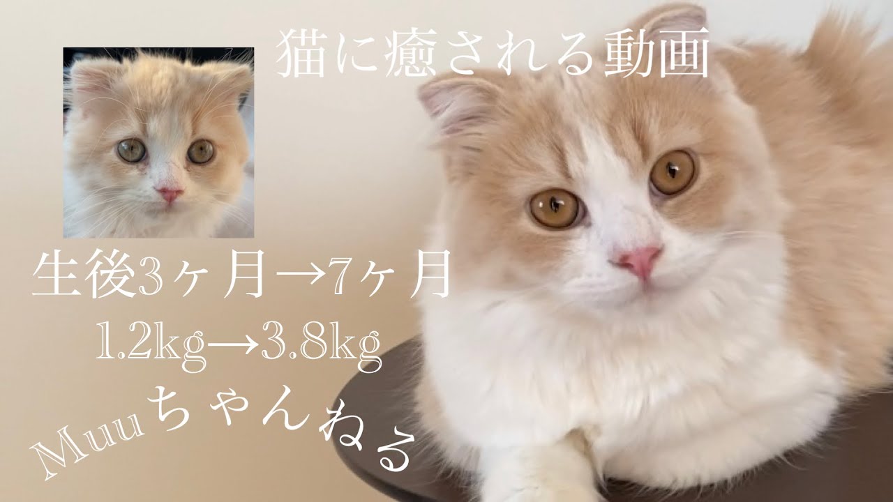 スコティッシュフォールド子猫→生後7ヶ月