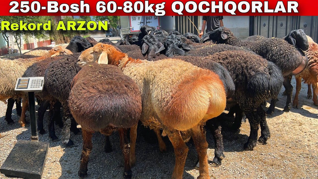 🔥60–80 kg Qozi Qochqorlar 😳 250-bosh | Taroziga Narx! 
