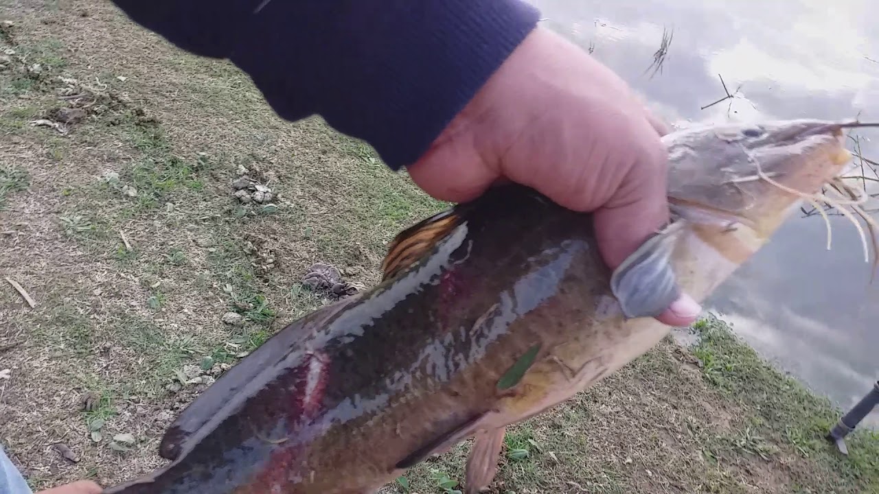 Pesca en ibicuy 2019  (bagre sapo o lagunero)
