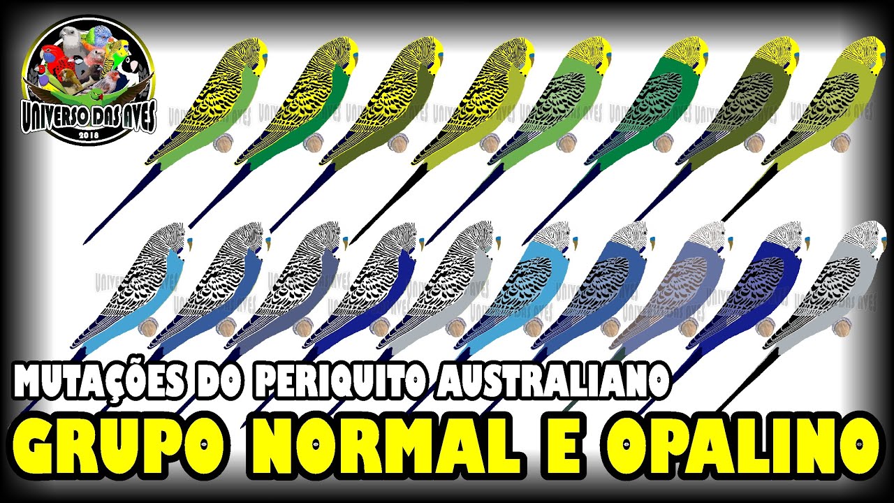 MUTAÇÕES DO PERIQUITO AUSTRALIANO - GRUPO NORMAL E OPALINO #PARTE 1