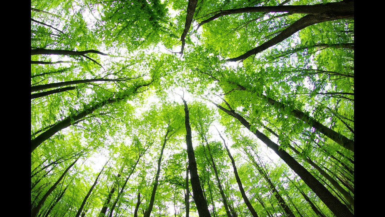 Spoken Meditation for Sleep: Into the Tree House - A Guided Visualization for Calm